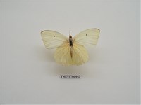 藏品(南非蝴蝶(二))的圖片